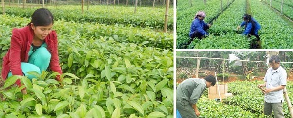 Cây quế thường được gieo bằng hạt hoặc dùng cách chiết cành