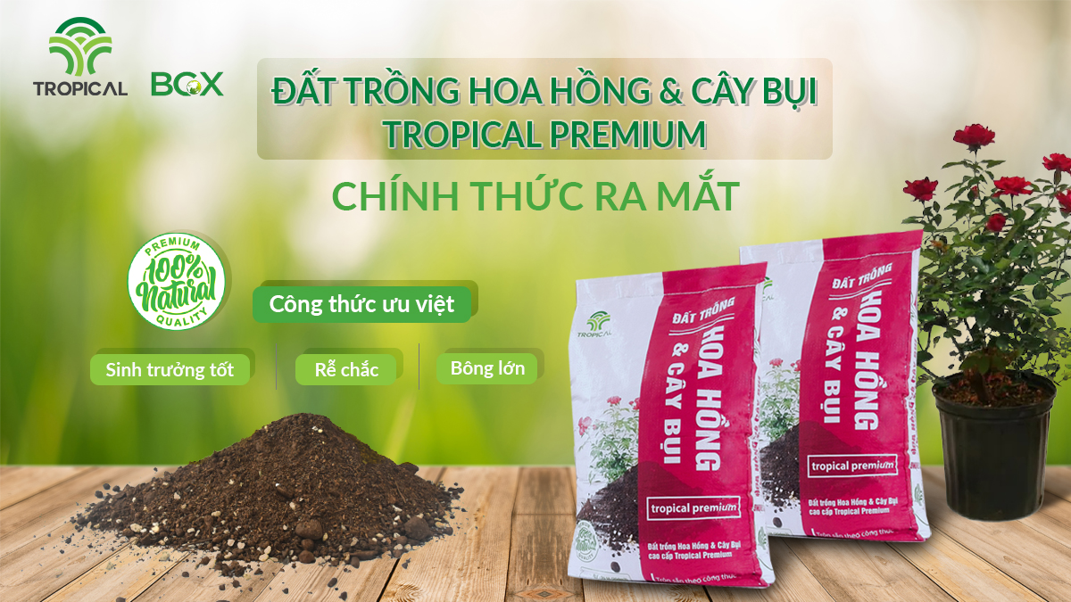 Đất trồng hoa hồng Tropical premium launched