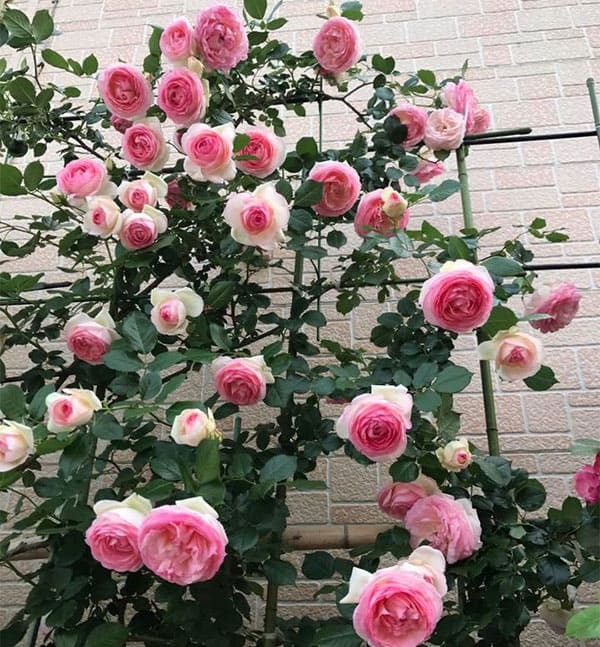 Trồng cây bằng đất sét khá khó khăn nên bạn cần chú ý tới cây trồng bằng đất sét