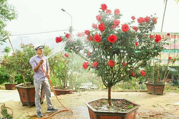 Chú trọng việc tưới nước cho hoa hồng nhưng không quên để ý sự thoát nước cho cây