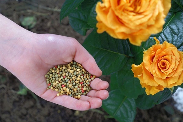 Bón phân đúng thời điểm đúng tỉ lệ sẽ làm tăng dưỡng chất trong đất