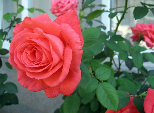 Làm giàu dưỡng chất trong đất trồng hoa hồng bằng phân hữu cơ tự ủ