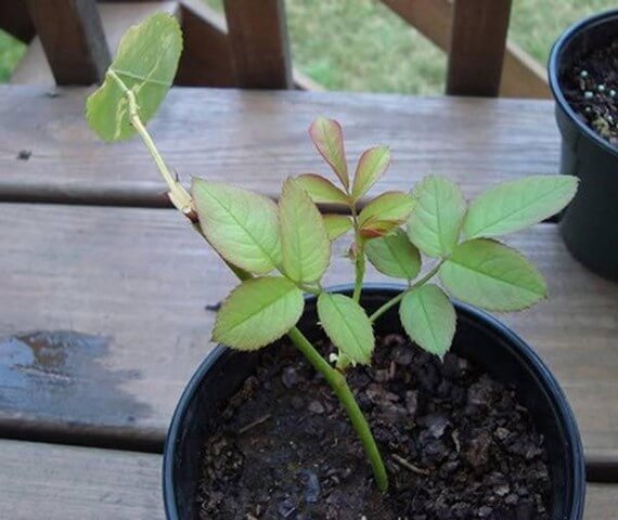 Bạn đã biết cách làm đất trồng hoa hồng trong chậu đơn giản, hiệu quả?