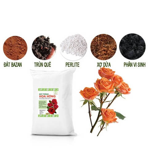 Đất trồng hoa hồng cao cấp Vườn Sài Gòn đang được nhiều người ưa chuộng