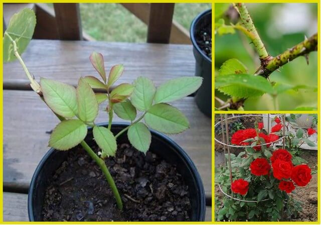 Đặc điểm và tính chất của đất sạch Tribat rất thích hợp trồng hoa hồng