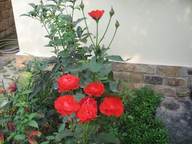 Chuẩn bị đất trồng hoa hồng lửa có khó không?