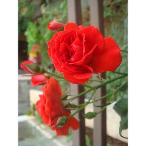 Hoa hồng lửa mang giá trị thẩm mỹ cao