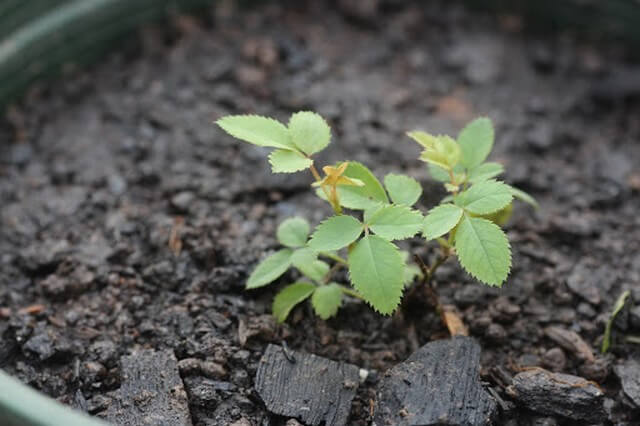 Giá đất trồng hoa hồng có đắt không?