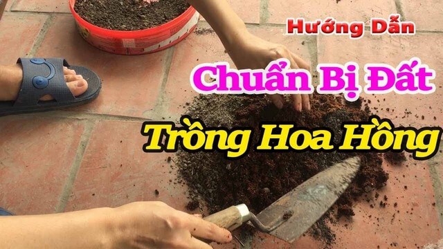Làm đất trồng hoa hồng muốn chất lượng cần phải có bí quyết riêng