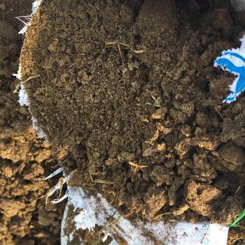 Nên bổ sung phân hữu cơ cho đất để cây hồng leo phát triển tốt