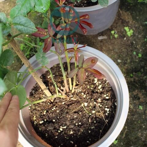 Bạn đã biết bí kíp xử lý đất trồng hoa hồng hiệu quả nhất chưa?