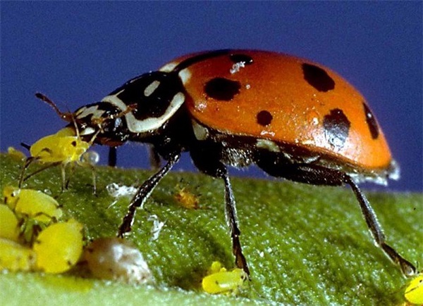 Bọ rùa 28 chấm làm giảm quá trình quang hợp của cây