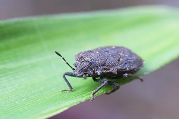 Loại bọ xít đen này khá phổ biến và bạn có thể thấy chúng ở thành phố