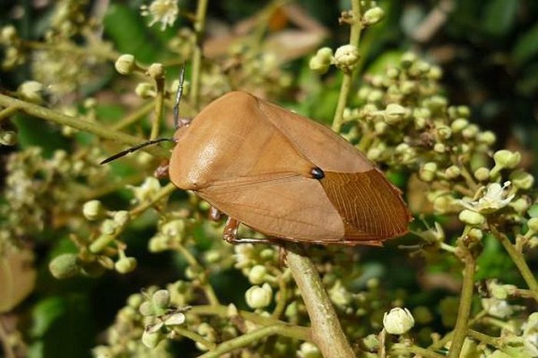 Bọ xít rất kỵ mùi bạc hà nên đây có lẽ là sự lựa chọn tuyệt vời