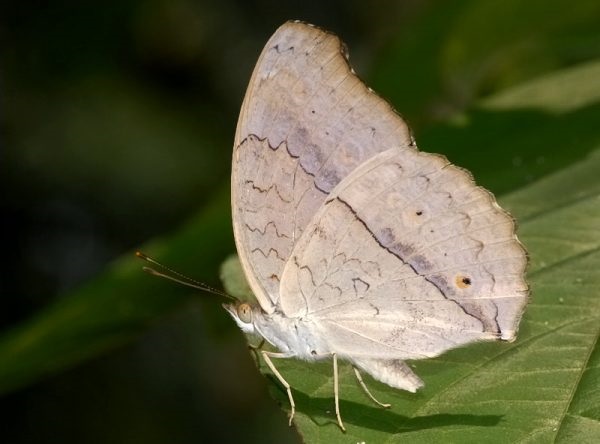 Bướm trắng thường sống dưới những mặt lá cây