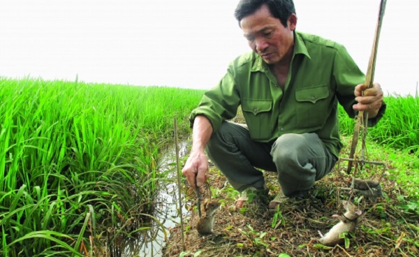 Nên bảo vệ những loại thiên địch của chuột để chúng có thể tiêu diệt lũ chuột