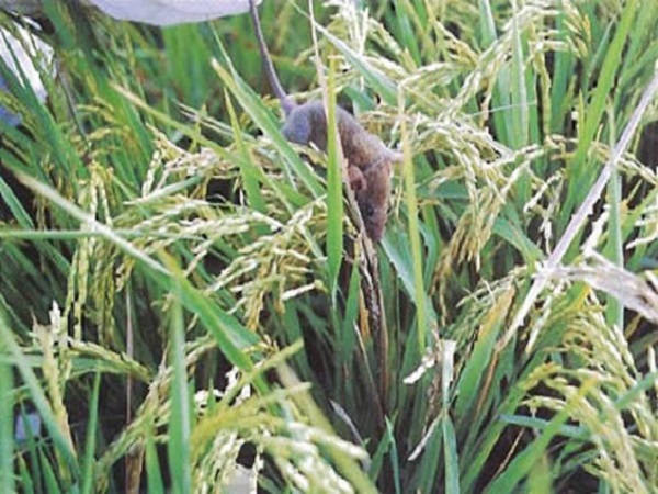 Nên đặt thuốc ở những vị trí mép bờ vì chúng hay chạy chỗ đó để cắn phá