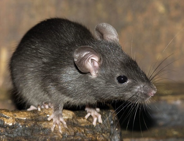 Đây là cách diệt chuột hiệu quả, an toàn và tiết kiệm nhất