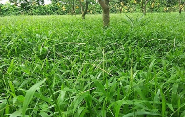 Phân trộn hỗn hợp nhiên liệu tự nhiên để diệt cỏ dại