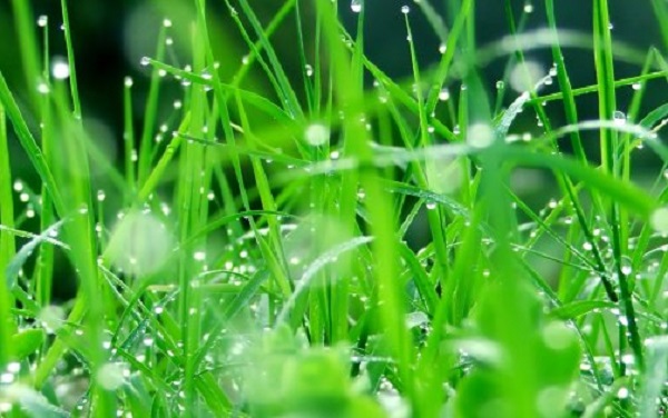 Phương pháp trồng này sẽ khiến có dại không thể mọc lấn vô khu vực cây trồng