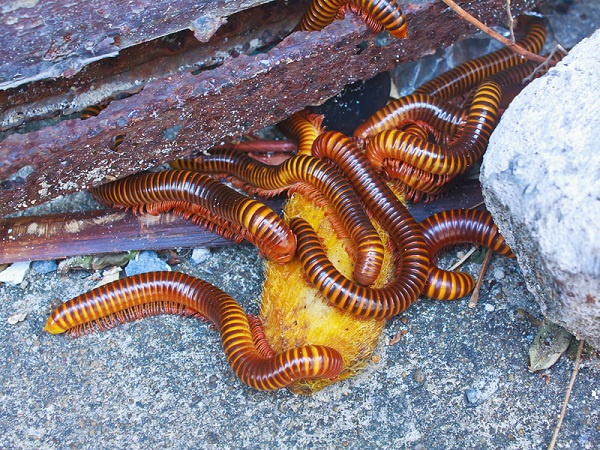 Cuốn chiếu chỉ gây kích ứng da đối với một số người