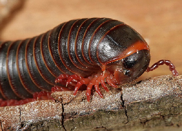 Đây là phương pháp trị cuốn chiếu đơn giản và thiết thực nhất