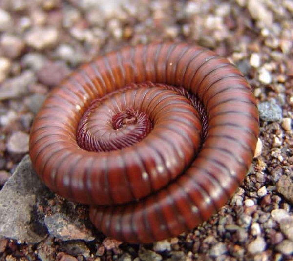 Không nên quá lạm dụng thuốc trừ sâu sinh học vì sẽ gây hiện tượng lờn thuốc