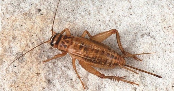 Sử dụng các loại thuốc xịt côn trùng là phương pháp phổ biến nhất