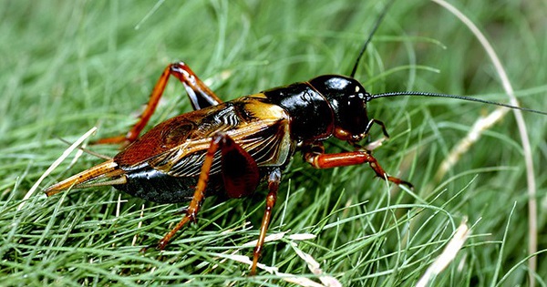 Ánh sáng cũng là một trong những nguyên nhân thu hút lũ dế