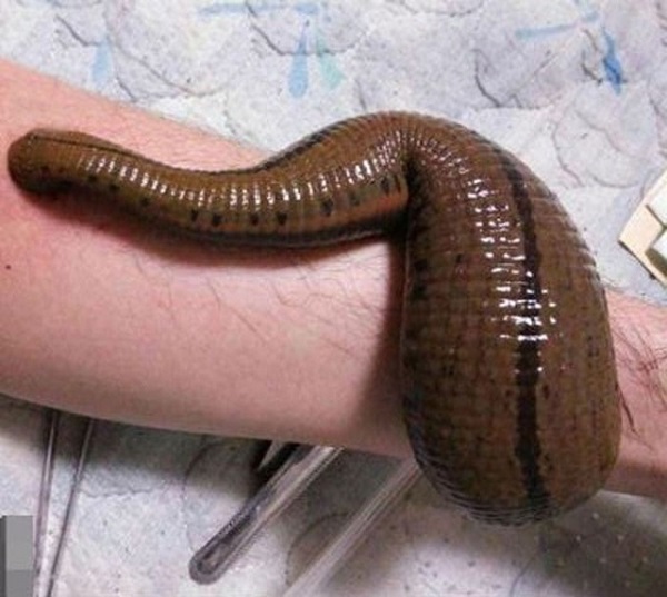 Bạn có thể sử dụng bông hoặc gạc sạch để áp vào vết thương khi chúng chảy máu