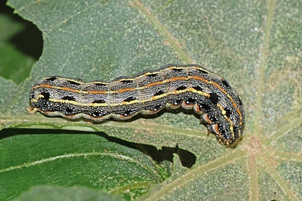 Sâu đã bị chết sau bị tưới nước 1 sôi 1 lạnh