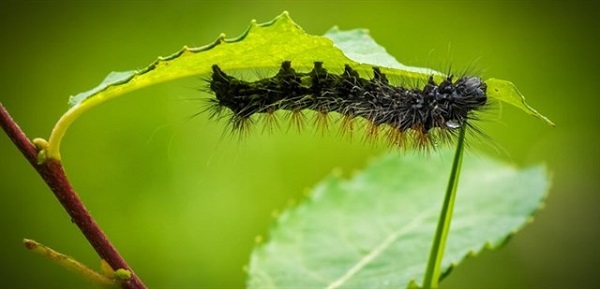 Sau 2 ngày tưới nước cây vẫn phát triển bình thường