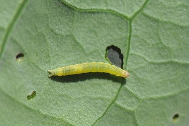 Có thể loại bỏ sâu xanh bằng cách sử dụng thiên địch của sâu