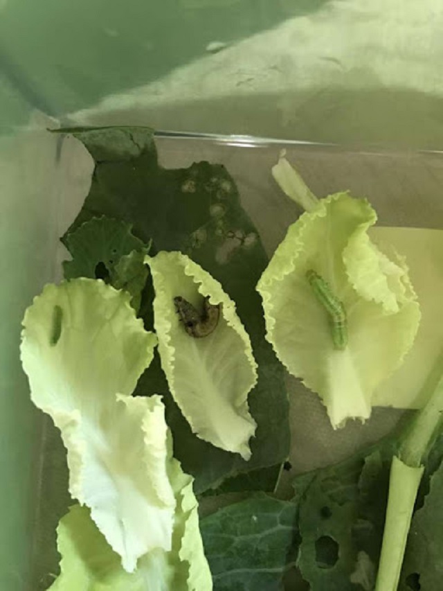 Phun thuốc trừ sâu là cách nhanh nhất để loại bỏ sâu xanh trên rau