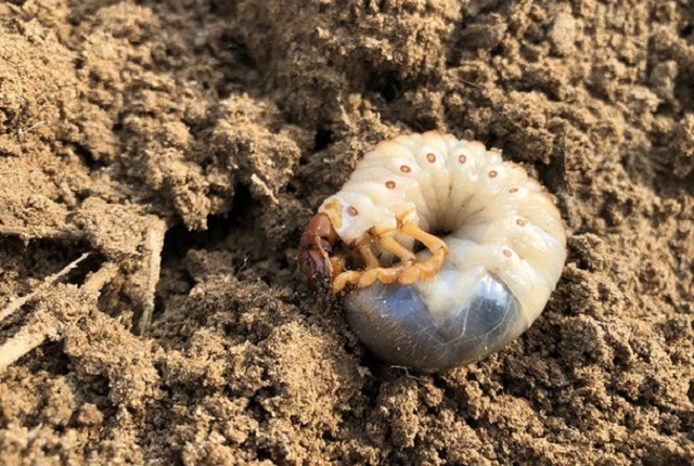 Sùng sẽ ăn hết rễ cây khiến cây phát triển kém và thậm chí là chết cây