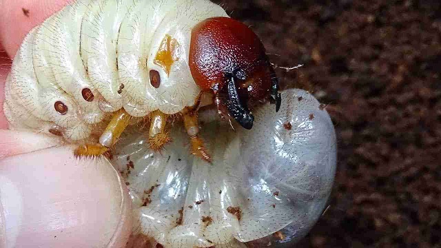 Sùng đất là ấu trùng của bọ hung