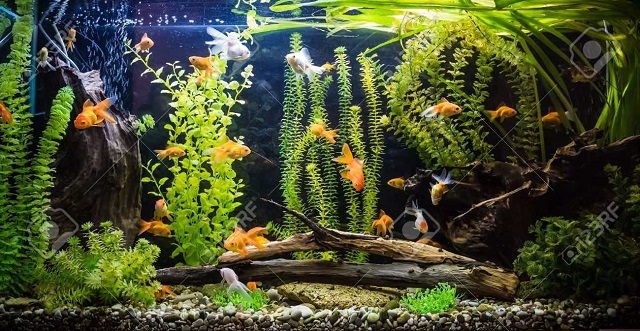 Bạn có thể nuôi các sinh vật ăn tảo để loại bỏ lượng  tảo độc trong hồ cá