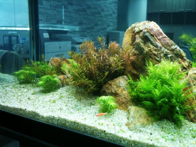 Làm sạch hệ thống lọc nước là cách tốt nhất để diệt tảo trong ao