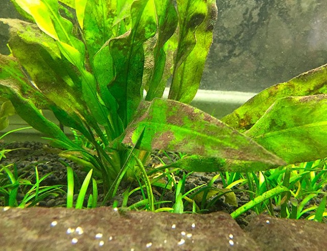 Để loại bỏ tảo nâu bạn cần chú ý đến việc thay nước thường xuyên