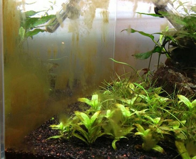 Tảo nâu là tín hiệu tốt nhất để báo hiệu nguồn dinh dưỡng trong bể