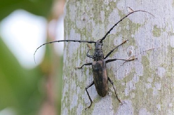 Cây bị xén tóc gây hại nặng có thể dẫn đến khô cành và chết