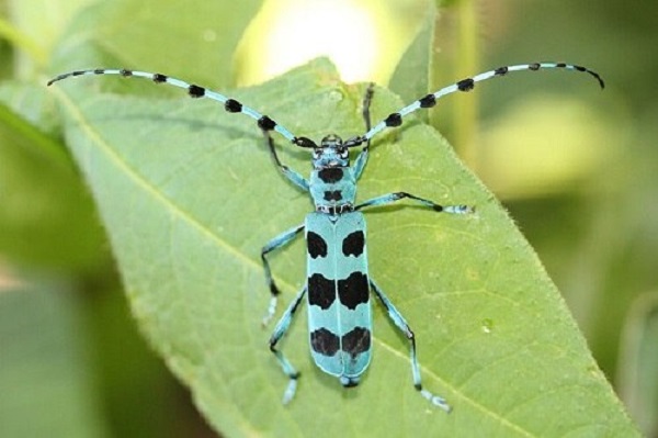 Bạn cần tuân thủ đúng kỹ thuật tiêu diệt xén tóc để đạt hiệu quả cao nhất