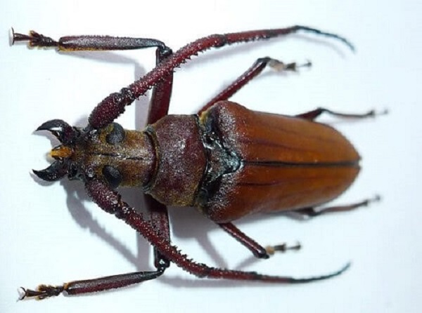 Xén tóc gây hại nhiều nhất ở cây sầu riêng và cây xoài