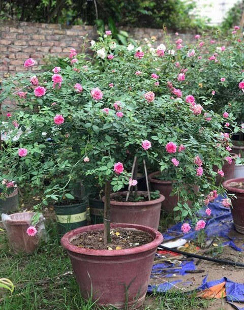 Bỏ túi ngay cách làm đất trồng hoa hồng ngoại vừa nhanh gọn, vừa hiệu quả