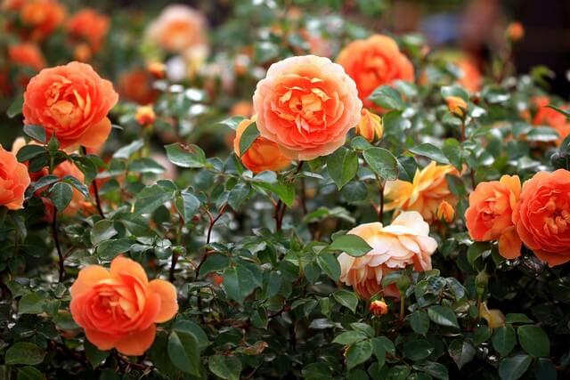 Hoa hồng ngoại thường sở hữu màu sắc độc đáo, hương thơm lạ