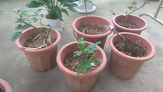 Cách trộn đất trồng hoa hồng rễ trần cần thực hiện thế nào?