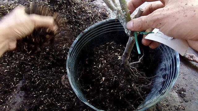 Chăm sóc đúng kỹ thuật hồng rễ trần sẽ nhanh đâm chồi mới