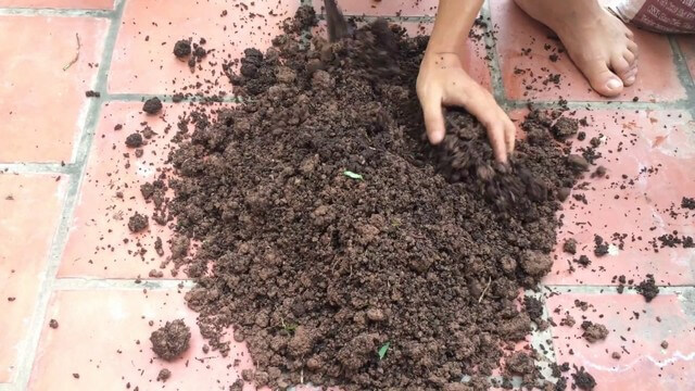 Chọn đất trồng hoa hồng dựa trên đặc điểm, tính chất riêng