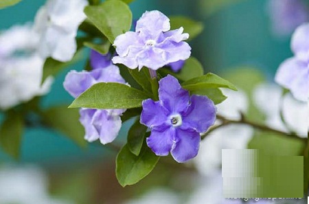 Thưởng thức mùi hoa thơm ngát từ hoa nhài nhật trồng trong vườn nhà