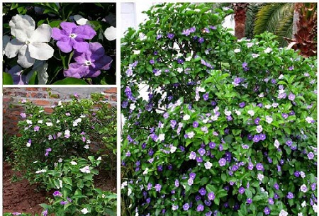 Kỹ thuật trồng hoa nhài nhật đơn giản